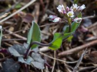 Noccaea perfoliata Skeppssättningen, Borgholm, Öland, Sweden 20160409_0184