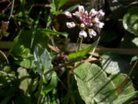 Noccaea perfoliata Skeppssättningen, Borgholm, Öland, Sweden 20160409_0188