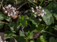 Noccaea perfoliata Skeppssättningen, Borgholm, Öland, Sweden 20160409_0189