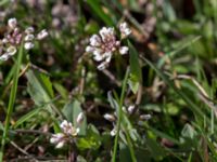 Noccaea perfoliata Skeppssättningen, Borgholm, Öland, Sweden 20160409_0190