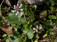 Noccaea perfoliata Skeppssättningen, Borgholm, Öland, Sweden 20160409_0191