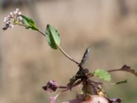 Noccaea perfoliata Skeppssättningen, Borgholm, Öland, Sweden 20160409_0193