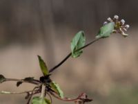 Noccaea perfoliata Skeppssättningen, Borgholm, Öland, Sweden 20160409_0194