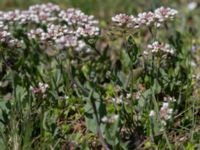 Noccaea perfoliata Skeppssättningen, Borgholm, Öland, Sweden 20160409_0205