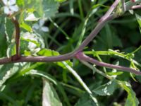 Raphanus sativus var. sativus Jordhögar S grodreservatet, Norra hamnen, Malmö, Skåne, Sweden 20170625_0051