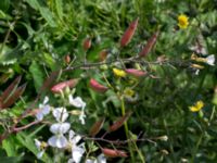 Raphanus sativus var. sativus Jordhögar S grodreservatet, Norra hamnen, Malmö, Skåne, Sweden 20170625_0058