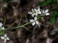 Raphanus sativus var. sativus Sliparebacken, Lund, Skåne, Sweden 20190623_0070