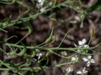 Raphanus sativus var. sativus Sliparebacken, Lund, Skåne, Sweden 20190623_0071