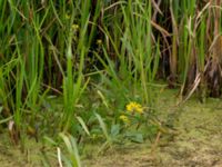 Rorippa amphibia Kolböra mosse, Staffanstorp, Skåne, Sweden 20190721_0004