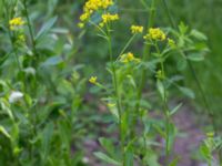 Rorippa austriaca Neversvägen, Lund, Skåne, Sweden 20170618_0073