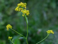 Rorippa austriaca Neversvägen, Lund, Skåne, Sweden 20170618_0074