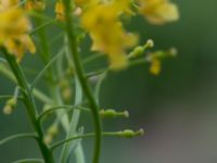 Rorippa austriaca Neversvägen, Lund, Skåne, Sweden 20170618_0078