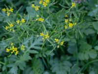 Rorippa sylvestris Botaniska trädgården, Lund, Skåne, Sweden 20180816_0015