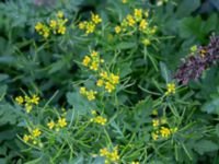 Rorippa sylvestris Botaniska trädgården, Lund, Skåne, Sweden 20180816_0016