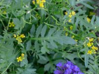 Rorippa sylvestris Botaniska trädgården, Lund, Skåne, Sweden 20180816_0017