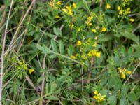 Rorippa sylvestris Svanetorpsvägen, Åkarp, Lomma, Skåne, Sweden 20160711_0006