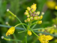 Rorippa sylvestris Svanetorpsvägen, Åkarp, Lomma, Skåne, Sweden 20160711_0007