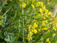 Rorippa sylvestris Svanetorpsvägen, Åkarp, Lomma, Skåne, Sweden 20160711_0008