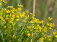 Rorippa sylvestris Svanetorpsvägen, Åkarp, Lomma, Skåne, Sweden 20160711_0009