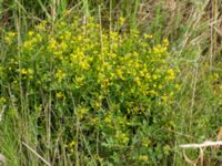 Rorippa sylvestris Svanetorpsvägen, Åkarp, Lomma, Skåne, Sweden 20160711_0010