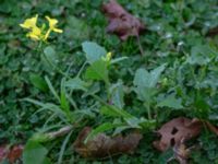 Sinapis arvensis Stora Varvsgatan, Malmö, Skåne, Sweden 20181030_0012