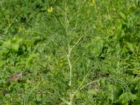 Sisymbrium altissimum Östra kyrkogården, Malmö, Skåne, Sweden 20190611_0031