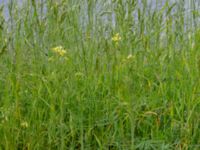 Sisymbrium altissimum Bastion Uppsala, Malmö, Skåne, Sweden 20190526_0028