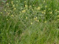 Sisymbrium altissimum Fårögatan, Malmö, Skåne, Sweden 20160613_0044