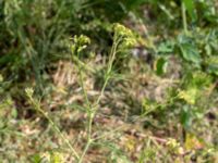 Sisymbrium altissimum Jordhögar, Hyllie, Malmö, Skåne, Sweden 20180604_0076