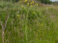 Sisymbrium altissimum Lindängelunds rekreationsområde, Malmö, Skåne, Sweden 20210528_0042