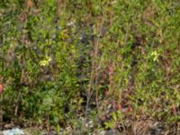 Sisymbrium altissimum Lokstallarna, Malmö, Skåne, Sweden 20150626_0054