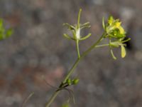 Sisymbrium altissimum Lokstallarna, Malmö, Skåne, Sweden 20150626_0055