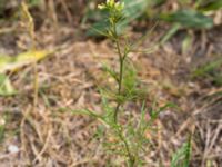 Sisymbrium altissimum Ribersborg, Malmö, Skåne, Sweden 20150622_0049