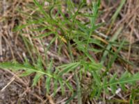 Sisymbrium altissimum Ribersborg, Malmö, Skåne, Sweden 20150622_0051