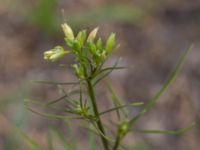 Sisymbrium altissimum Ribersborg, Malmö, Skåne, Sweden 20150622_0052