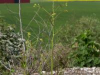 Sisymbrium altissimum Svanetorpsvägen, Åkarp, Lomma, Skåne, Sweden 20150528_0072