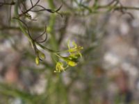 Sisymbrium altissimum Svanetorpsvägen, Åkarp, Lomma, Skåne, Sweden 20150528_0075