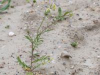 Sisymbrium altissimum Swedechrome, Norra hamnen, Malmö, Skåne, Sweden 20150724_0016