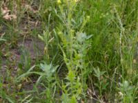 Sisymbrium loeselii Fårögatan, Malmö, Skåne, Sweden 20160613_0047