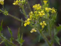 Sisymbrium loeselii Fårögatan, Malmö, Skåne, Sweden 20160613_0049