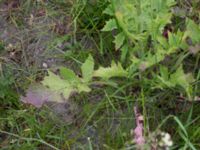 Sisymbrium loeselii Fårögatan, Malmö, Skåne, Sweden 20160613_0051