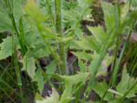 Sisymbrium loeselii Fårögatan, Malmö, Skåne, Sweden 20160613_0052