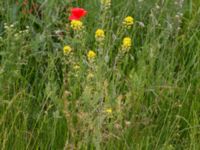 Sisymbrium loeselii Fårögatan, Malmö, Skåne, Sweden 20160613_0053