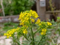 Sisymbrium loeselii Sagaredzjo, Imeretien, Georgia 20180428_3135