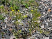 Sisymbrium loeselii Sege å Spillepengsgatan, Malmö, Skåne, Sweden 20190806_0022