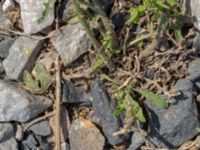 Sisymbrium loeselii Sege å Spillepengsgatan, Malmö, Skåne, Sweden 20190806_0024