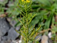 Sisymbrium loeselii Sege å Spillepengsgatan, Malmö, Skåne, Sweden 20190806_0025