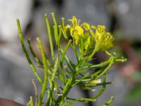 Sisymbrium loeselii Sege å Spillepengsgatan, Malmö, Skåne, Sweden 20190806_0026