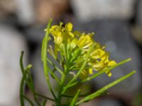 Sisymbrium loeselii Sege å Spillepengsgatan, Malmö, Skåne, Sweden 20190806_0029