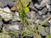 Sisymbrium loeselii Sege å Spillepengsgatan, Malmö, Skåne, Sweden 20190806_0030